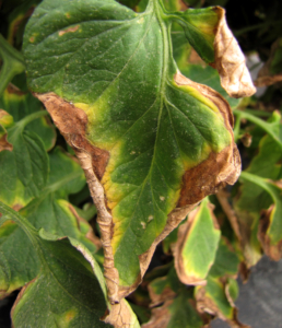Tomato leaf showing signs of Bacterial Canker.