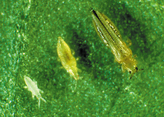 Photo of tomato thrips on a leaf.