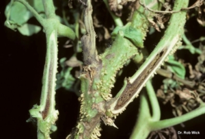 Tomato plant showing signs ofTomato Pith Necrosis.