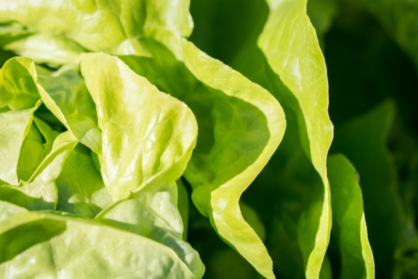 Fresh lettuce leaves.