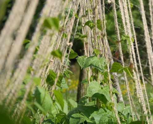 Pole beans growing up a trellis.