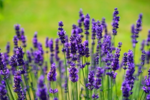 Purple Lavender blossoms.