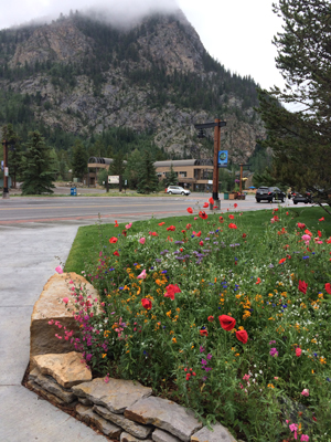 Wildflowers in a mountain town.