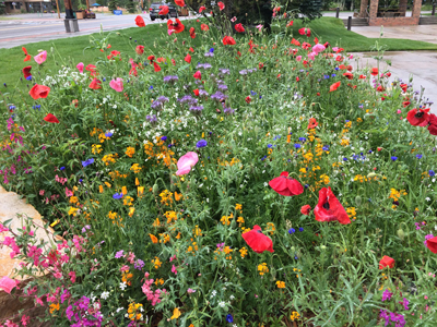 Wildflower bed