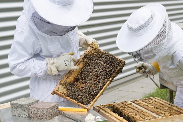 Two beekeepers in bee suits inspecting a hive.