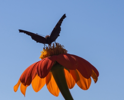 Mexican Sunflower blossom against blue sky.