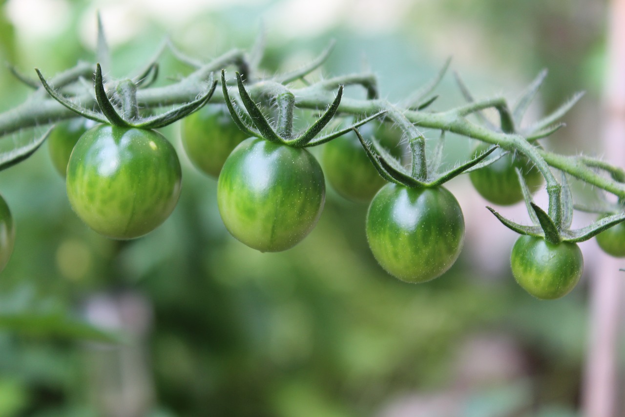 A cluster of small green tomatoes on the stem.