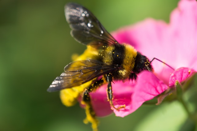 Photo of a bee on a pink petaled flower.