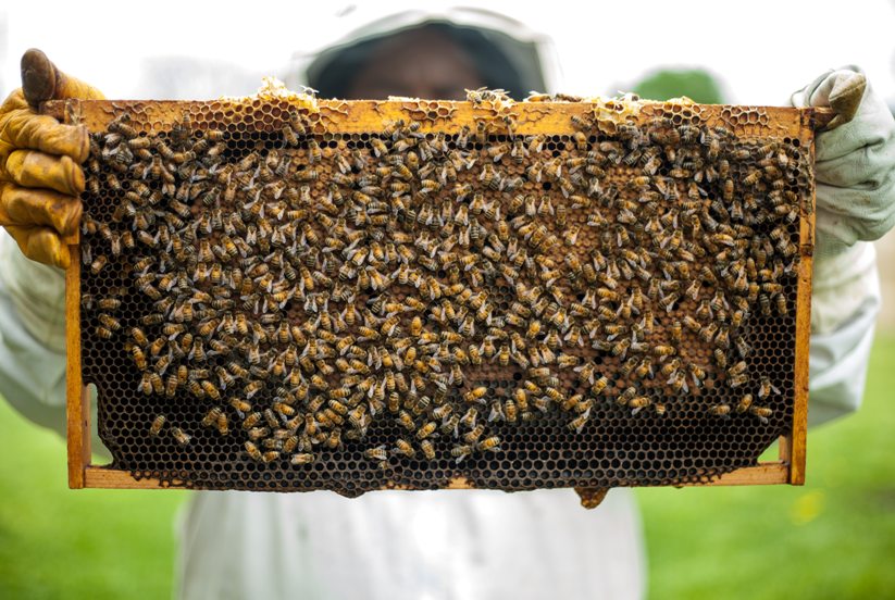 Photo of a bee keeper holding up a frame of a bee laden honeycomb