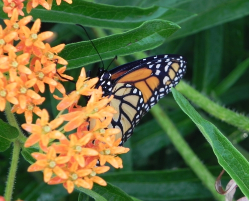 Photo of a Monarch Butterfly on orange milkweed blossom.