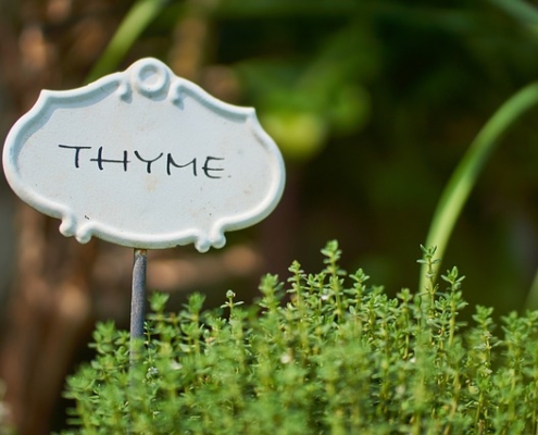 Photo of a thyme plant with a name tag.