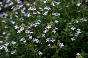 Photo of a blooming thyme plant.