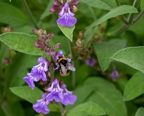 Close up photo of a honey bee on purple flowering sage.