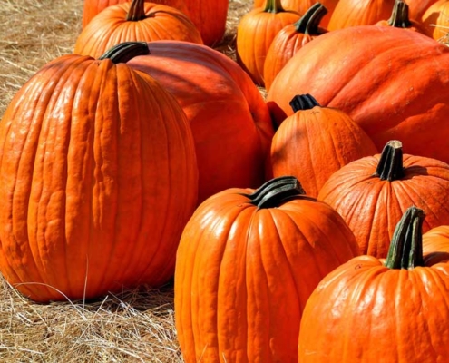 Fall orange pumpkins sitting on straw.