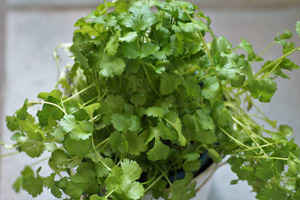 Photo of Cilantro sprigs in a cup.