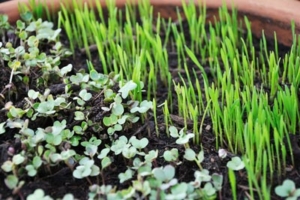 Photo of tiny sprouts growing in a flat.