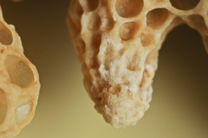 A cell holding the larva of a queen bee.