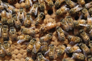 Image of a queen bee in a hive.