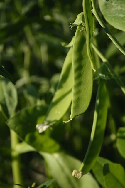 Green Sugar Snap peas on the vine.