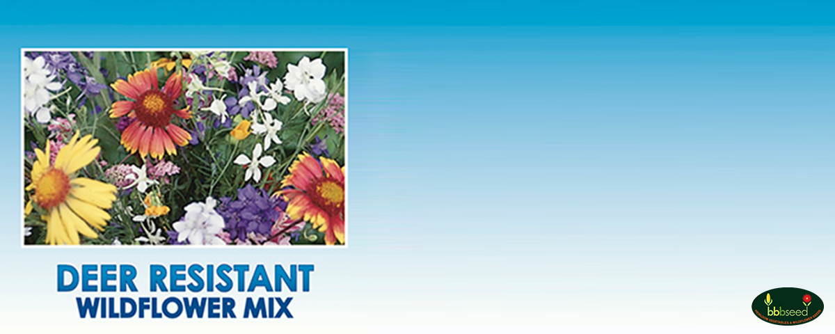 Deer Resistant Wildflower Mix