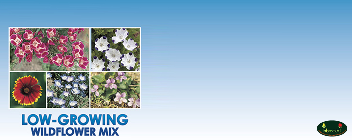 Low growing wildflower mix.
