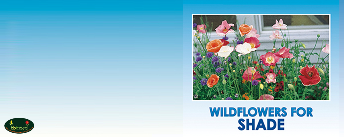 Wildflowers for partial shade.