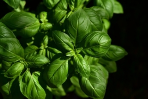 Photo of Sweet Basil plants.