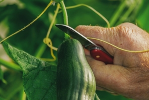Cutting a cucumber off the vine.