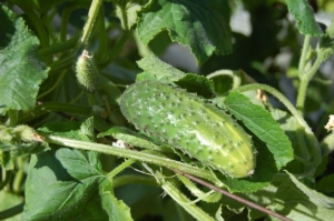 Boston cucumber on the vine.