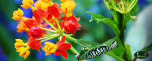The varigated orange and yellow blossoms of the Bloodflower Milkweed.