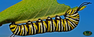 Photo of a colorful Monarch catapiller feeding on a milkweed leaf.