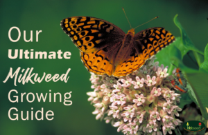 Growing milkweed graphic with a Butterfly on a milkweed flower.