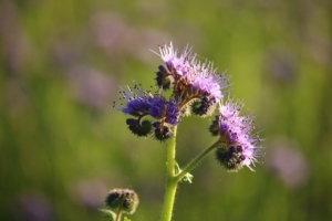 Unfurling blossom of Lacy Phacelia.