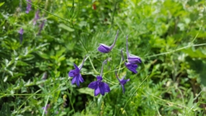 Photo of violet larkspur blooms.