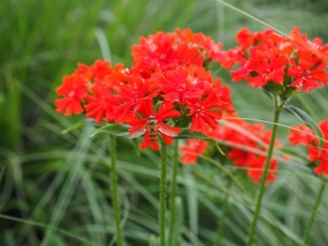 Bright red Maltese Cross bloom.