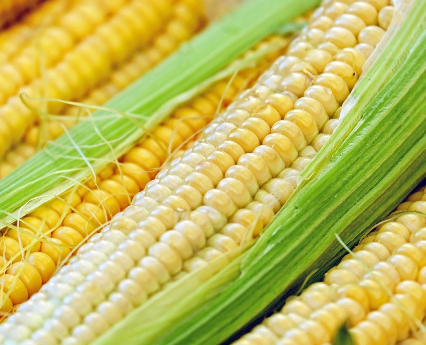 Photo of fresh corn on hte cob.
