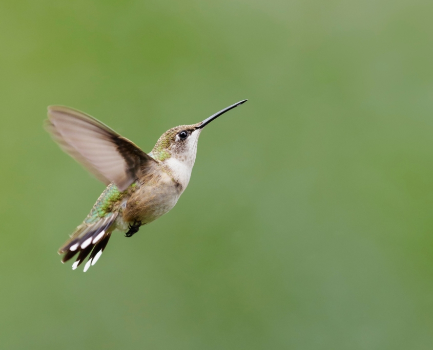 Photo of a hummingbird in flight.