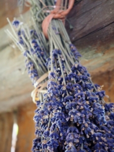A bundle of dried lavender.