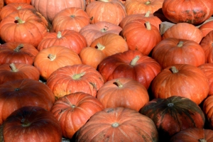 Photo of a bunch of Cinderella Pumpkins.