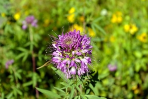 Photo of a Rocky Mountain Beeplant blossom.